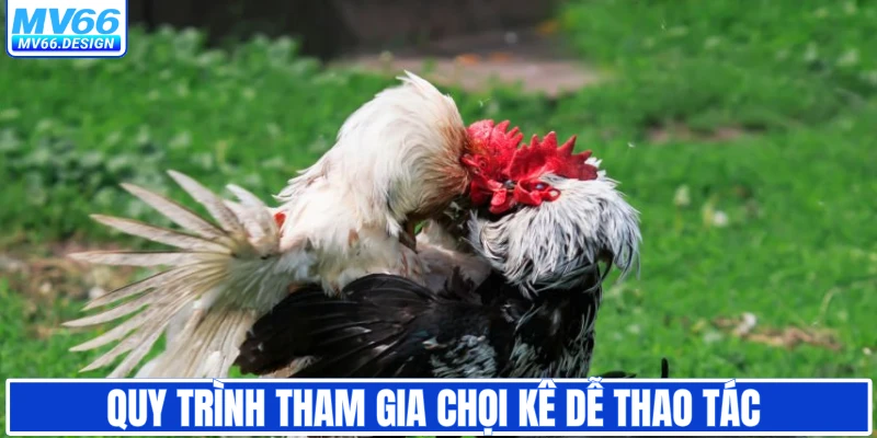Quy trình tham gia chọi kê dễ thao tác